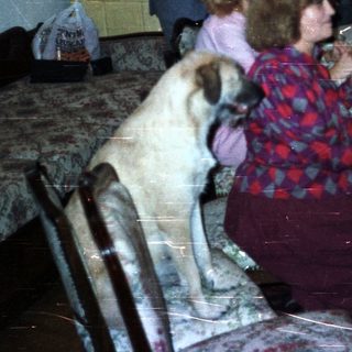 Family dining at a table with a dog present.