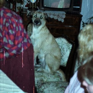 Family dining with a dog, watching TV in the background.