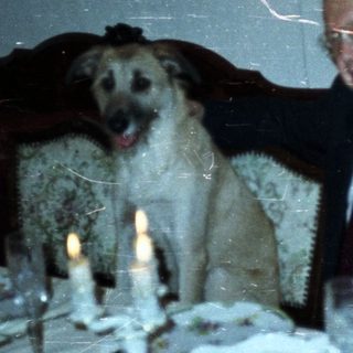 Couple and dog at a formally set dinner table.