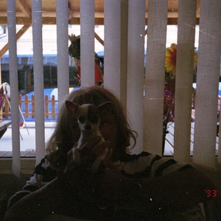 Dog peering through wooden slats, outdoor scene visible.