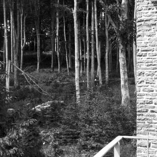 Black and white image of a dense forest and building.
