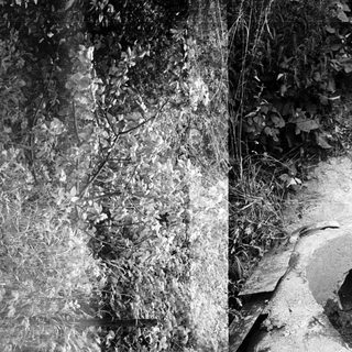 Here's a brief summary of the image: Decaying structure overgrown with vegetation in a forest.