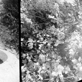 Animal burrow surrounded by vegetation and foliage.