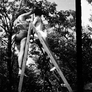 Two women climb a ladder, ascending a tree.