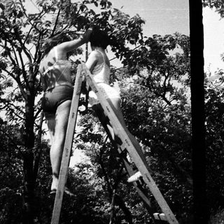 Two women climb a ladder, ascending a tree.