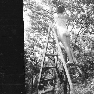 Person climbs a ladder against a tree.