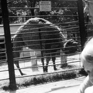 Man, child, and camels seen through a fence.