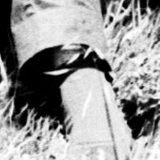 Here's a brief summary of the image: Three young men seated/standing in tall grass.