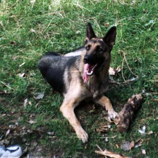 German Shepherd lies in grassy park area with people nearby.