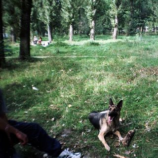 German Shepherd lies in grassy park area with people nearby.