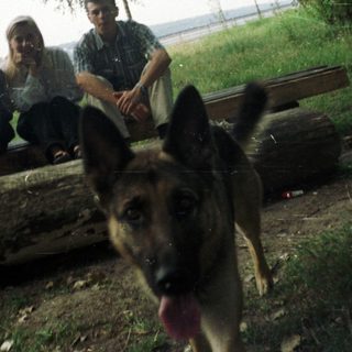 Men sit on logs with a dog in a park.
