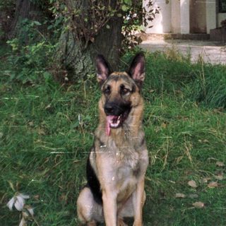 German Shepherd sits in grass, building in background.