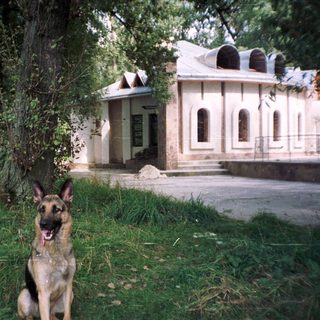 German Shepherd sits in grass, building in background.
