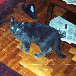 Cat sits near furniture and papers on a table.