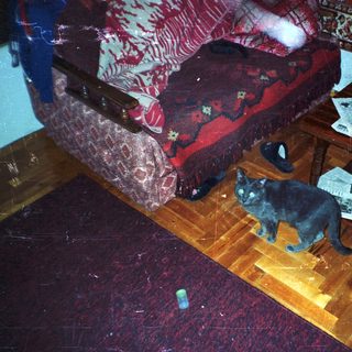 Cat sits near furniture and papers on a table.