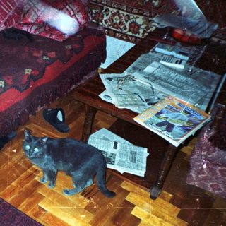 Cat sits near furniture and papers on a table.