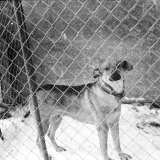 Dog stands in snowy enclosure behind a chain-link fence.