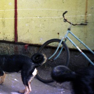 Man crouches, interacting with three dogs near a building.