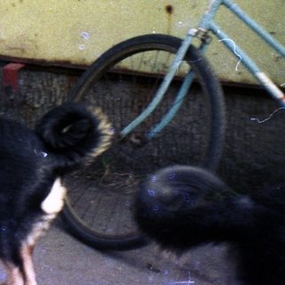 Man crouches, interacting with three dogs near a building.