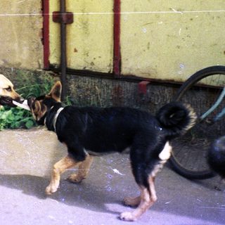 Man crouches, interacting with three dogs near a building.