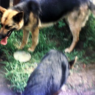 German Shepherd dog standing outside in a grassy yard.