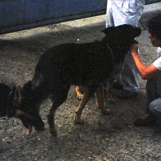 Person crouches to interact with two dogs outside.
