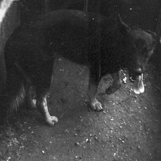 Dog panting in dark outdoor setting.