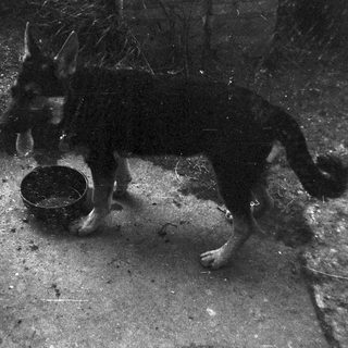 German Shepherd dog stands near a bowl outdoors.