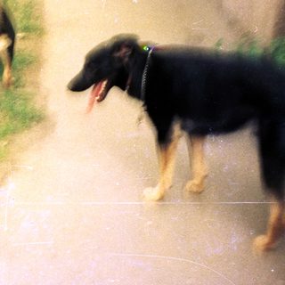 Two German Shepherds are walking on a path.
