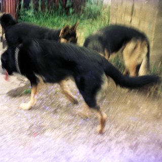 Two German Shepherd dogs are standing on a dirt surface.