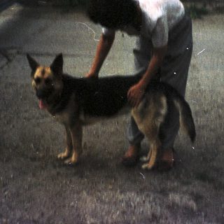 Person appears to be examining or touching a German Shepherd dog.