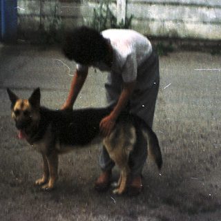 Person appears to be examining or touching a German Shepherd dog.
