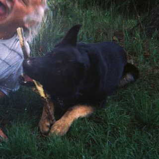 Man on ground, playfully interacting with a German Shepherd.