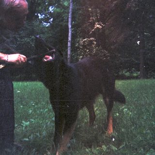 Man examining a dog in a grassy, wooded area.