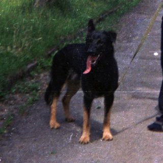Man walks a Doberman on a road in a park.