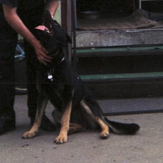 Man interacting with a dog in an outdoor setting.