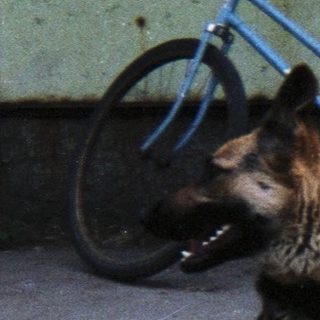 Woman crouches near a German Shepherd dog outdoors.