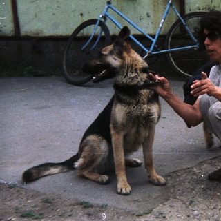 Woman crouches near a German Shepherd dog outdoors.