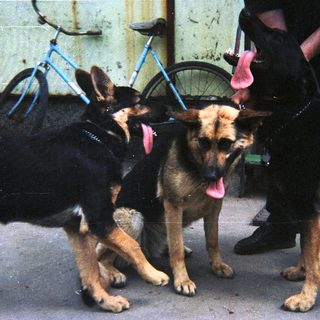 Three German Shepherds stand near a bicycle, panting.