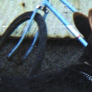 Three German Shepherds stand near a bicycle, panting.