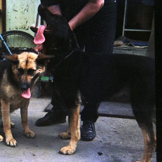 Three German Shepherds stand near a bicycle, panting.