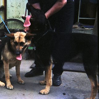 Three German Shepherds stand near a bicycle, panting.