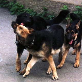 Three German Shepherds stand on a concrete path.