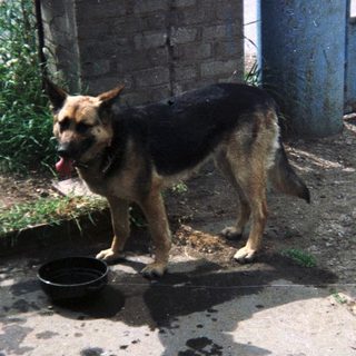 German Shepherd dog stands outside a building with a bowl.
