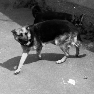 A German Shepherd dog stands on a paved path.