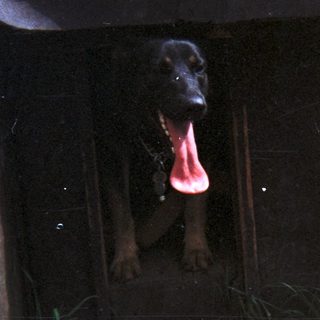 Dog sits inside a wooden structure outdoors.