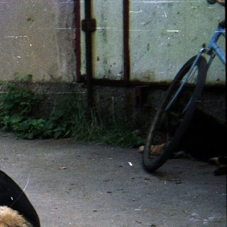 Person petting a German Shepherd dog outdoors.