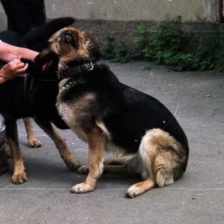Person petting a German Shepherd dog outdoors.