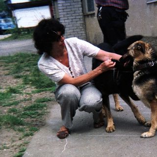 Person petting a German Shepherd dog outdoors.