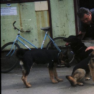 Man pets three dogs near a building and bicycle.